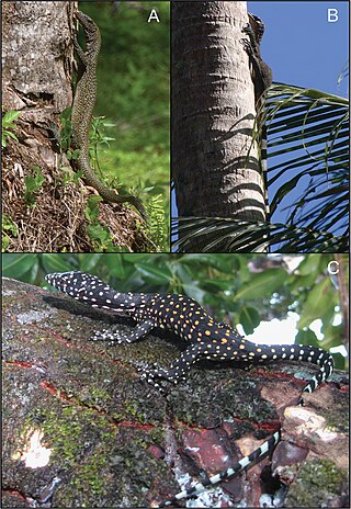 <span class="mw-page-title-main">Mussau Island blue-tailed monitor</span> Species of lizard