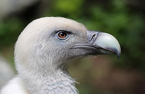 Gyps fulvus (Griffon Vulture)