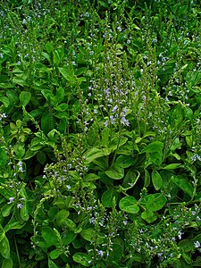 Veronica officinalis Habitus