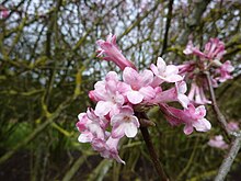 Viburnum grandiflorum (Caprifoliaceae) (bunga).jpg