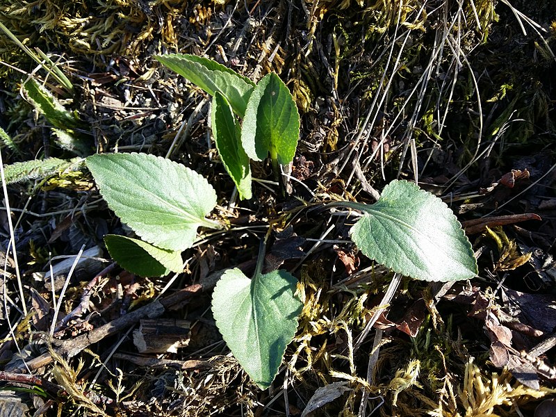 File:Viola ambigua sl117.jpg