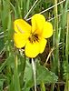 Yellow Pansy in California