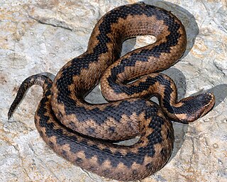 <i>Vipera orlovi</i> Species of snake