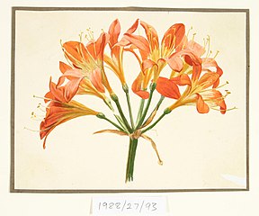 Untitled (Amaryllis)