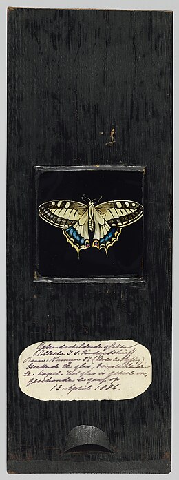 Miniatuur voor Bestand:Vlinder, NG-2002-24-57.jpg