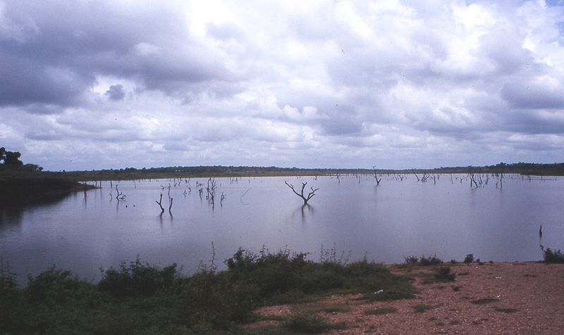 File:Volta-lake-ghosttree.jpg