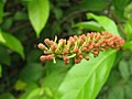 Jeune inflorescence de Combretum rotundifolium