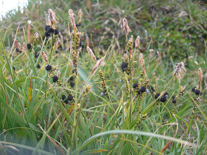 File:Water Sedge Carex aquatilis (2754736171).jpg