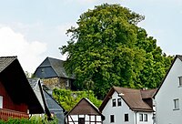 Grove of 6 linden trees