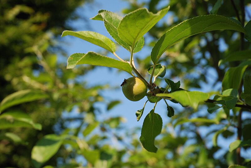 File:Werne-070602 7795-Apples.jpg