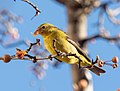 Thumbnail for File:Western tanager in Chelsea (75352).jpg