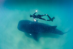 Requin-Baleine: Description, Identification, Comportement