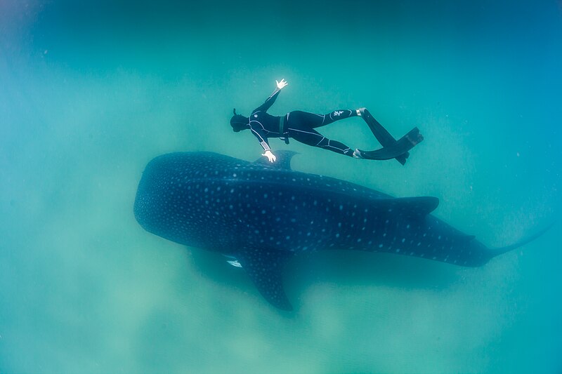 File:Whale Shark and Freediver.jpg
