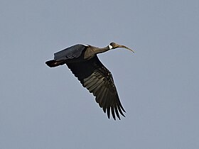 White-shouldered ibis in Cambodia July 2022, crop.jpg