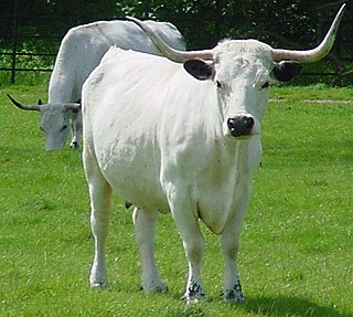 White Park cattle a rare breed of horned cattle