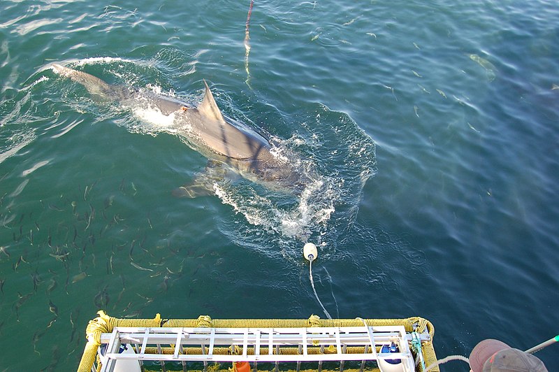 Shark Cage Diving in Gansbaai