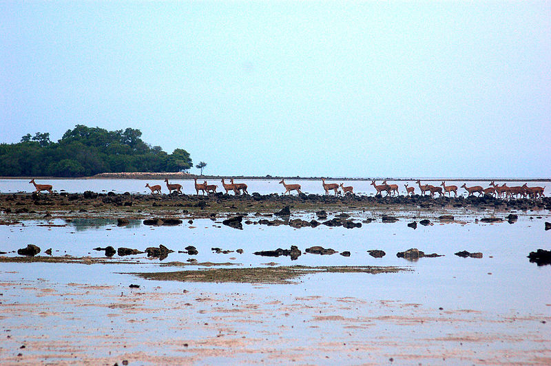 File:Wild Deers near Bama Point, Baluran.jpg
