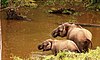 Mother and baby elephant at K.Gudi National Park