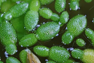 <i>Wolffia borealis</i> Species of duckweed