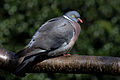 * Nomination Wood pigeon (Columba palumbus), Oxfordshire --Charlesjsharp 22:35, 31 March 2016 (UTC) * Promotion Good quality. --Hubertl 17:44, 1 April 2016 (UTC)