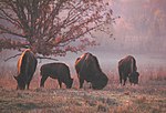 Woodlands Trace - Bison Grazing in the South Bison Range - NARA - 7722886.jpg