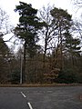 Woods Next to St Catherines Road, Frimley - geograph.org.uk - 101531.jpg