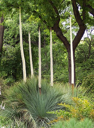 <i>Xanthorrhoea quadrangulata</i> Species of plant