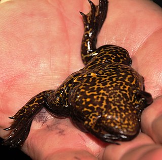 Cape platanna Species of amphibian