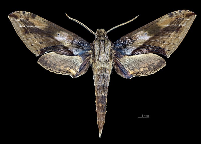 File:Xylophanes rhodina MHNT CUT 2010 0 216 - Cartago Tapanti Costa Rica - Male dorsal.jpg