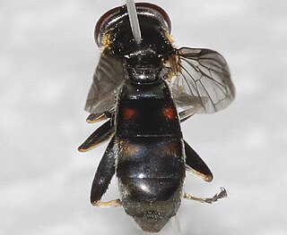 <i>Xylota hinei</i> Species of fly