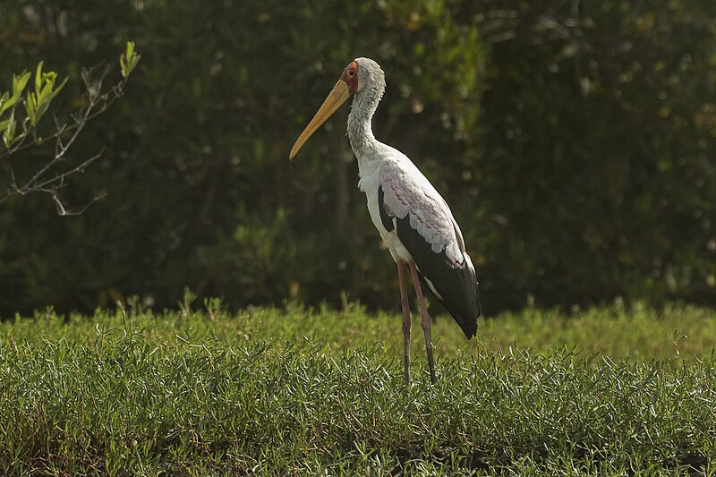 File:Yellow-billed Stork - Gambia River (32527878431).jpg