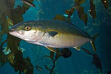 Yellow Tail Amberjack