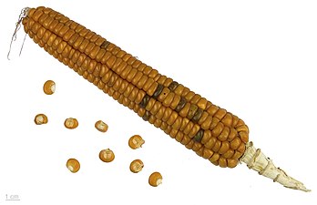 Grãos de milho (Zea mays), variedade 'Ottofile giallo Tortonese', uma antiga variedade de milho, outrora cultivada por todas as famílias camponesas, especialmente para consumo próprio, tanto nas planícies como nas colinas de Tortona, Piemonte, Itália. Após a Segunda Guerra Mundial, o 'Ottofile Tortonese', como muitas outras variedades locais, foi progressivamente marginalizado devido ao seu baixo rendimento e difícil cultivo. Sua farinha muito saborosa (sempre moída em pedra mó) é indicada para o preparo de pratos salgados e doces. (definição 5 012 × 3 238)