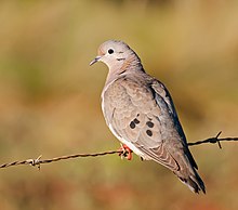 Zenaida auriculata -Piraju, Sao Paulo, Brésil-8.jpg