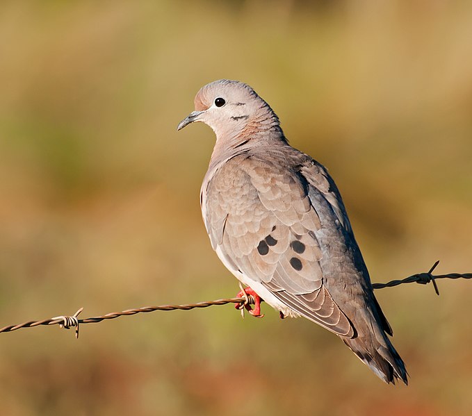 File:Zenaida auriculata -Piraju, Sao Paulo, Brazil-8.jpg