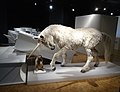 Zoologisches Museum Zürich: Standort, Geschichte, Ausstellung