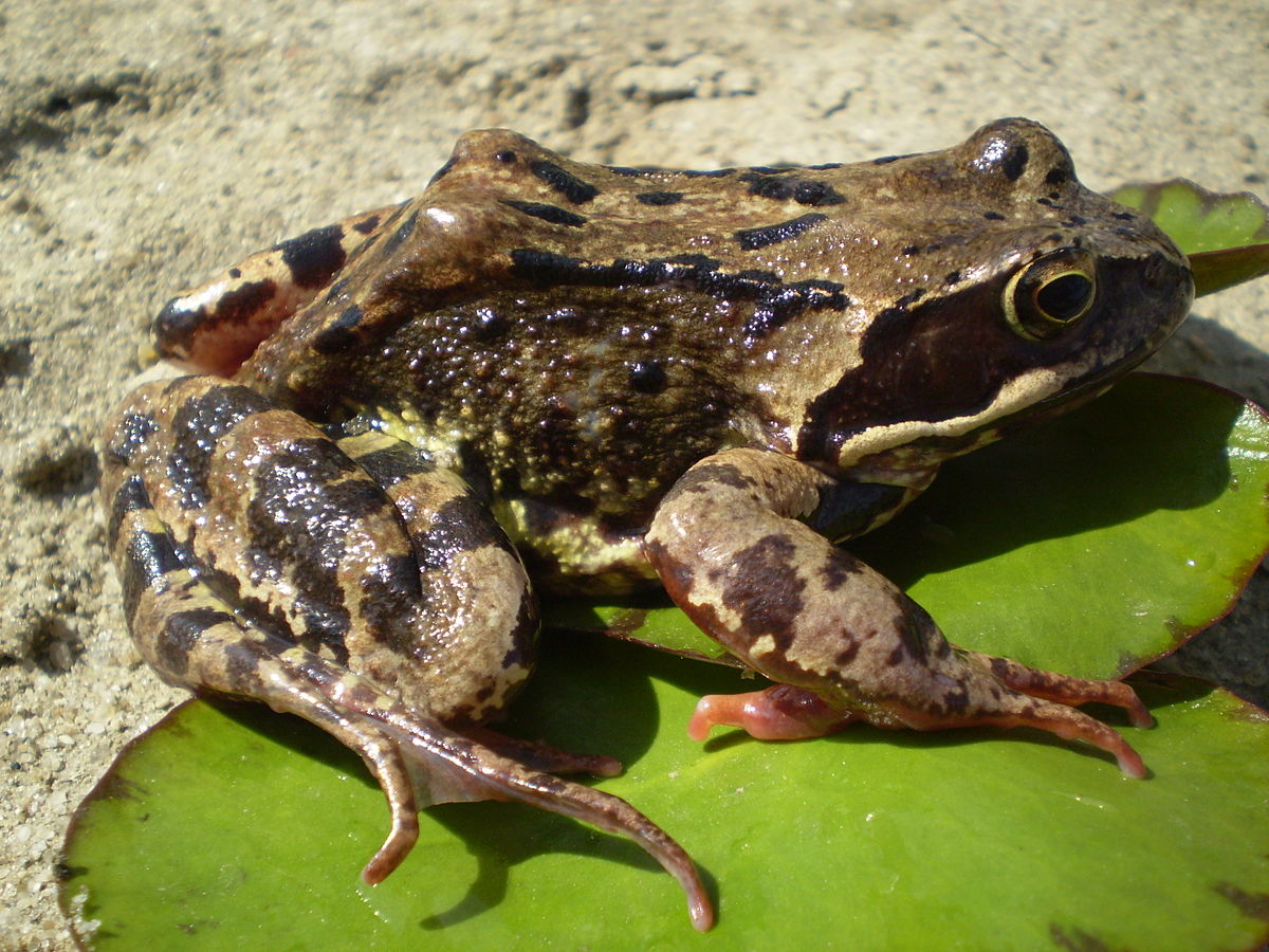Носатая жаба