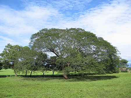 Árbol de Guancaste.jpg