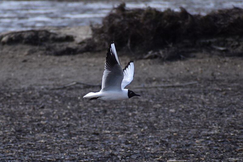 File:Étang du Doul - Mouette rieuse 07.jpg