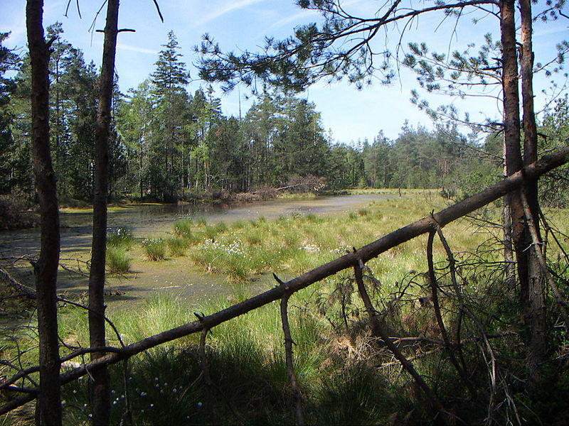 File:Červené blato - jezero.jpg