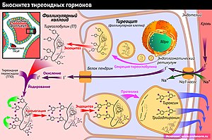 Тироксин