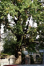 Миниатюра для Файл:Старое дерево дуба по ул. Студеной, 10а.jpg
