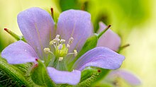 Image depicts the flowers of G. carolinianum. amerikahuuro (147416679).jpeg