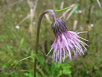 Cirsium sieboldii