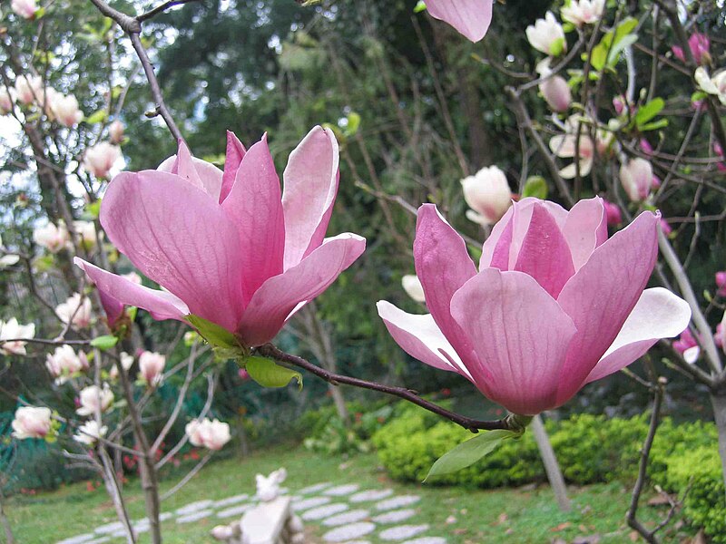 File:紫玉蘭(辛夷) Magnolia liliflora -香港動植物公園 Hong Kong Botanical Garden- (9198148631).jpg