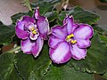 非洲紫羅蘭 Saintpaulia Clam Power -香港沙田紫羅蘭展 Shatin African Violet Show, Hong Kong- (9200965770).jpg