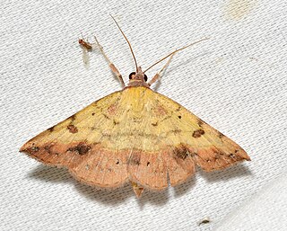 <i>Hemeroplanis</i> Genus of moths