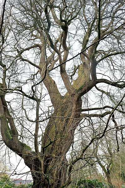 File:18th-century ginkgo at the Oude Hortus in Utrecht (b).jpg