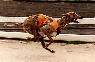 <span class="mw-page-title-main">1991 UK & Ireland Greyhound Racing Year</span> UK greyhound racing year