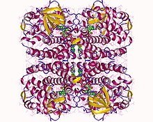 Modèle tridimensionnel de l'enzyme